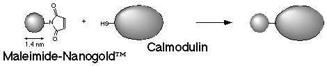 [Diagram of Nanogold-calmodulin labeling] (6k)