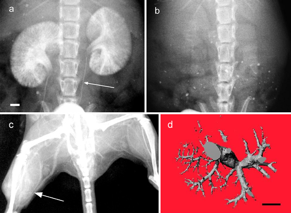 Kidney and Vascular Imaging: Gold vs. Iodine