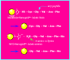 [Nanogold conjugation diagram] (4k)