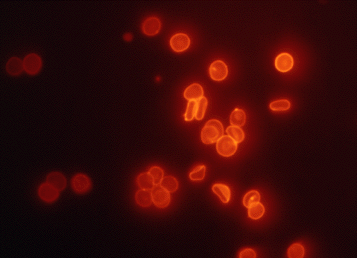 Labeled Sheep Red Blood Cells (38k)