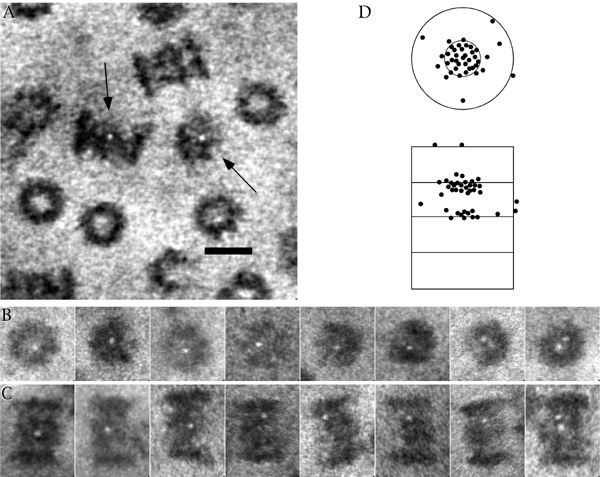 [STEM of Nanogold-labeled beta-amyloid peptide binding in the 20S proteasome (98k)]