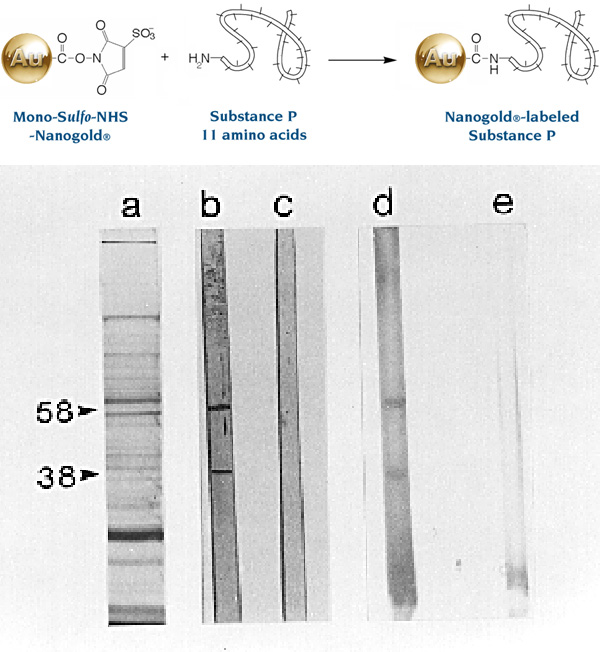 [Nanogold labeling of Substance P (122k)]