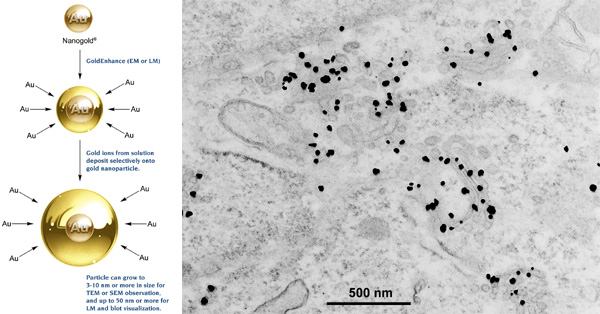 [GoldEnhance: mechanism and EM labeling (84k)]