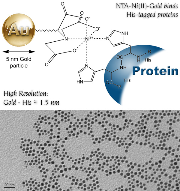 [Ni-NTA-5 nm Gold structure, and TEM View (141k)]