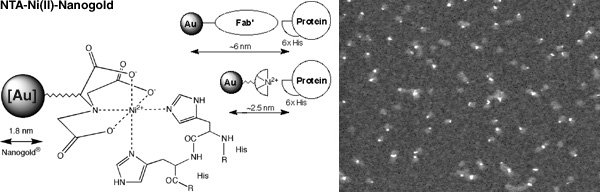 [NTA-Ni(II)-Nanogold Structure, binding and STEM (46k)]