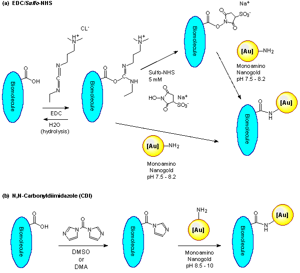 [Labeling of carboxylic acids with Nanogold (13k)]