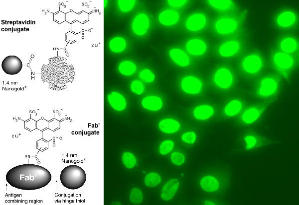 [Structure of Alexa Fluor 488 FluoroNanogold-Fab' and Streptavidin conjugates, and fluorescent labeling (75k)]