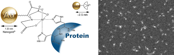 Ni-NTA-Nanogold® labels Adenovirus A12 knob protein