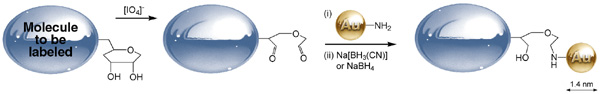 [Monoamino Nanogold labels Glycoproteins (25k)]