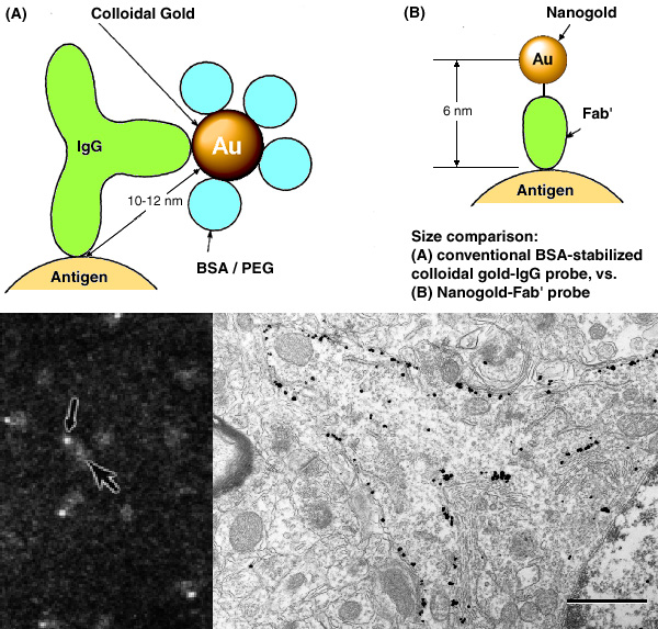 [Nanogold-Fab' size, STEM image, and pre-embedding labeling example (162k)]