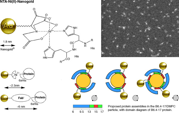 NTA-Ni(II)-Nanogold structure and binding to protein assemblies in the B6.4-17/DMPC particle [(92k)]