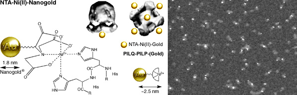]NTA-Ni(II)-Nanogold structure and labeling of the PILQ-PILP complex (56k)]