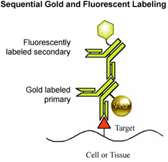 [Sequential larger gold and fluorescent labeling (26k)]
