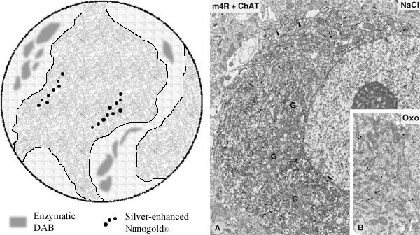 [Silver-enhanced Nanogold and DAB double labeling (110k)]