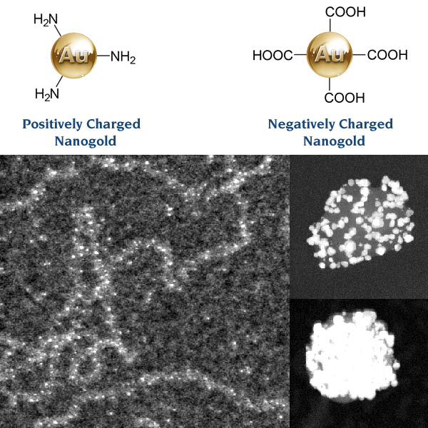 [Charged Nanogold and DNA Nanowires (160k)]