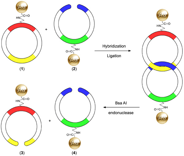 [Formation of Nanogold-labeled [2]-catenanes (76k)]