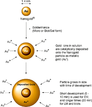 GoldEnhance Diagram (38k)