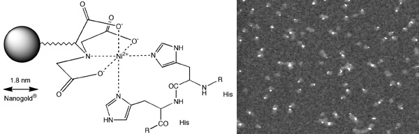 nanoprobes 한국독점대리점 1 8nm ni nta nanogold bric