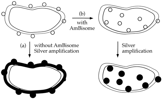 [Schematic: pathways of drug and non-drug spiked liposomes in fungal cells] (27k)]