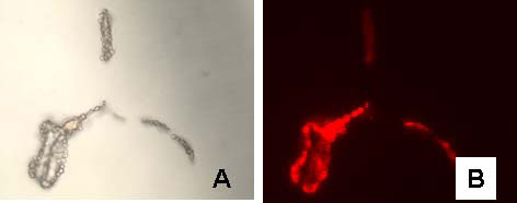 Figure 2: Bright field (A) and fluorescence images (B) of sheep red blood cells labeled with 5 nm gold anti-rabbit-F(ab')-Alexa Fluor 594; C and D are images for control cells in which the primary rabbit anti-sheep red blood cell antibody was excluded.