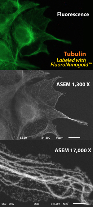 Fig. 1 Microtubules, visualized by optical microscopy (OM) and atmospheric scanning electron microscopy (ASEM: inverted SEM). COS7 cells were labeled with anti-alpha-tubulin primary antibody followed by Alexa Fluor 488 FluoroNanogold secondary antibody (Nanoprobes). Top: Fluorescence microscopy image. Middle: ASEM image of the same cells after gold enhancement by GoldEnhance EM (Nanoprobes). Botton: Higher magnification image of the right filopodia. Microtubule rails are clearly observed in the cytoplasm. (Sato et al., 2013)