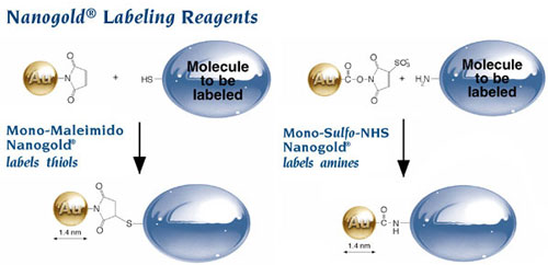 (Top) Nanogold-Fab’ vs. colloidal gold; (above) Nanogold® labeling reagents may be used to selectively label thiols and amines. 