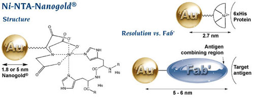 (Top) Nanogold-Fab’ vs. colloidal gold; (above) Nanogold® labeling reagents may be used to selectively label thiols and amines. 