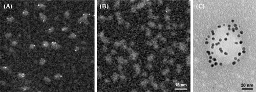 (Top) Nanogold-Fab’ vs. colloidal gold; (above) Nanogold® labeling reagents may be used to selectively label thiols and amines. 