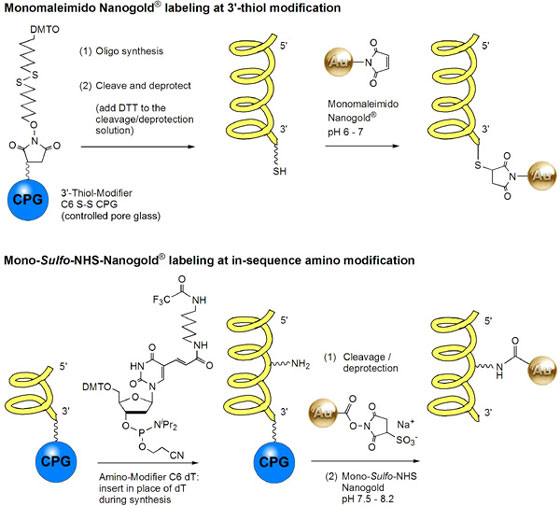 Oligonucleotide labeling reactions. (Top) Labeling at a 3'-thiol modification with Monomaleimido Nanogold®; (above) labeling at an in-sequence amino-modification using Mono-Sulfo-NHS-Nanogold®. 