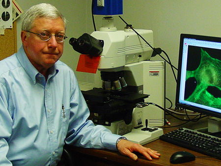 Dr. John Robinson examines a cell labeled with a fluorescent cytoskeletal probe.  