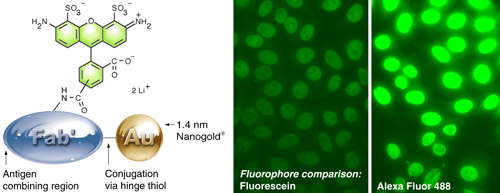 (Left) Alexa Fluor 488 – Fab’ FluoroNanogold. (Right) Comparison of fluorescein with Alexa Fluor 488 FluoroNanogold™. The same camera exposure was used, to show the difference. Specimen is a positive pattern control slide from a commercial test kit for quantitating human anti-nuclear antibodies (NOVA LiteTM ANA HEp-2) in human serum, stained using the positive control primary antibody, mouse anti-human nuclear antibody secondary, and FluoroNanogold™ - Fab' tertiary probe; both specimens were washed with PBS (30 minutes) between each step. 7 % nonfat dried milk was added to the tetiary antibody solution (original magnification 400 X).
