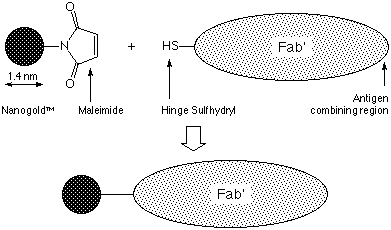 Monomaleimido Nanogold: Labeling Reaction (3k)