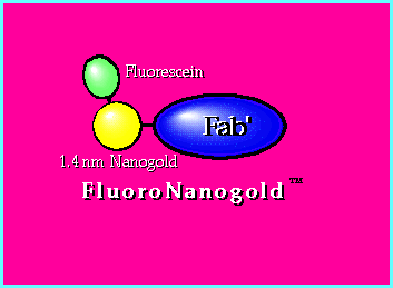 FluoroNanogold-Fab' (7k)