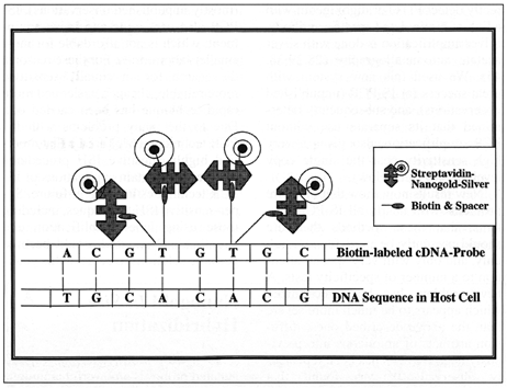 Nanogold In Situ Direct Detection (69k)