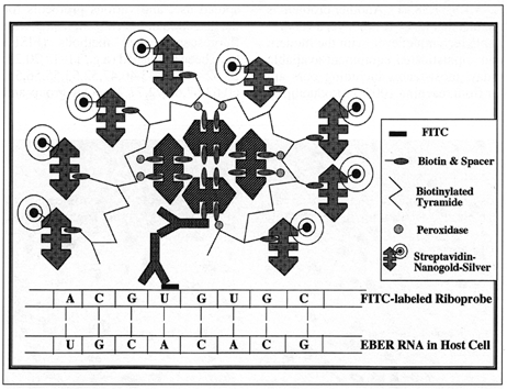 Nanogold In Situ Labeling with CARD (104k)