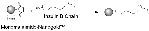 [Diagram of Insulin B chain labeling] (4k)