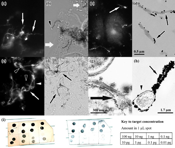 [Fig. 1: Combined Enzymatic and Gold Probes: Light and EM Labeling and Blots] (115k)