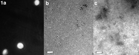 [Figure 1: Micrographs] (96k)