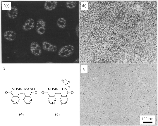 [Figures 2-4: Micrographs] (172k)