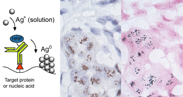 [Enzyme Metallography: schematic and comparison with DAB (74k)]