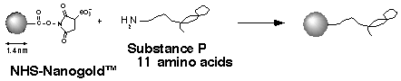 [Diagram of substance P labeling] (3k)
