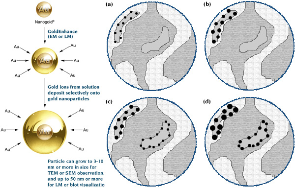 [Gold enhancement schematic, and double labeling by sequential Nanogold immunolabeling and gold enhancement (119k)]