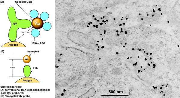 [Nanogold-Fab' vs. colloidal gold, and Nanogold TEM immunolabeling with gold enhancement (93k)]