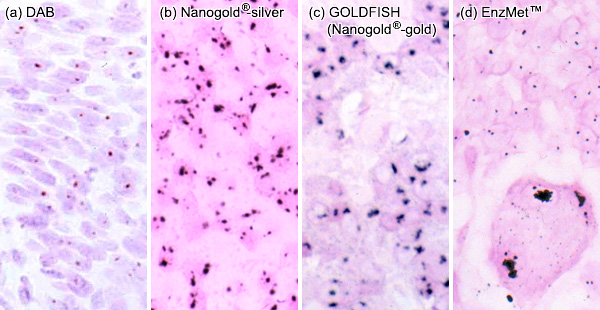 [Metallographic in situ hybridization results (93k)]