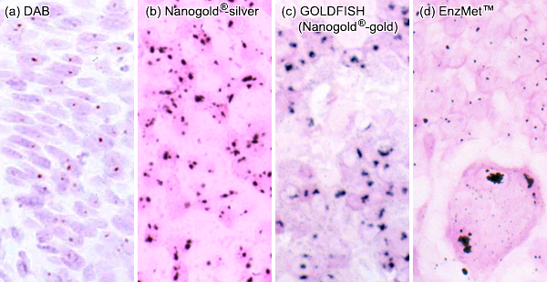 [Metallographic in situ hybridization results (93k)]