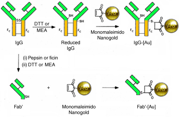 [Nanogold-IgG and Fab' (78k)]