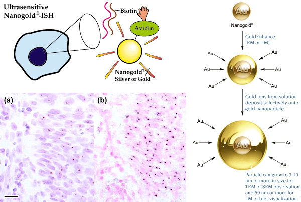 [Nanogold in situ hybridization, comparison of results with DAB, and mechanism of gold enhancement (105k)]