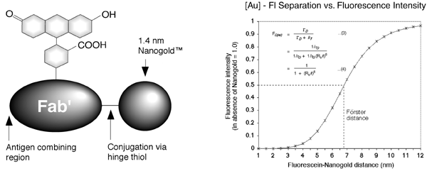 [Structure and Frster Energy Transfer for Fluorescein Fab'-FluoroNanogold] (38k)]