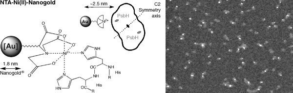 [Structure, PsbH binding and STEM image of NTA-Ni(II)-Nanogold (43k)]