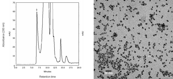 [Chromatographic separation of NTA-Ni(II)-[Au5nm] labeled protein, and TEM image (60k)]